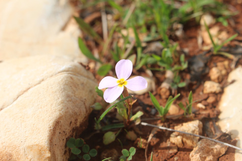 Zuvanda crenulata (DC.) Askerova