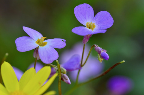 Via inaturalist. Licensed under Attribution-NonCommercial 4.0.International.