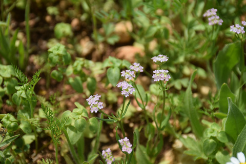 Valerianella vesicaria (L.) Moench