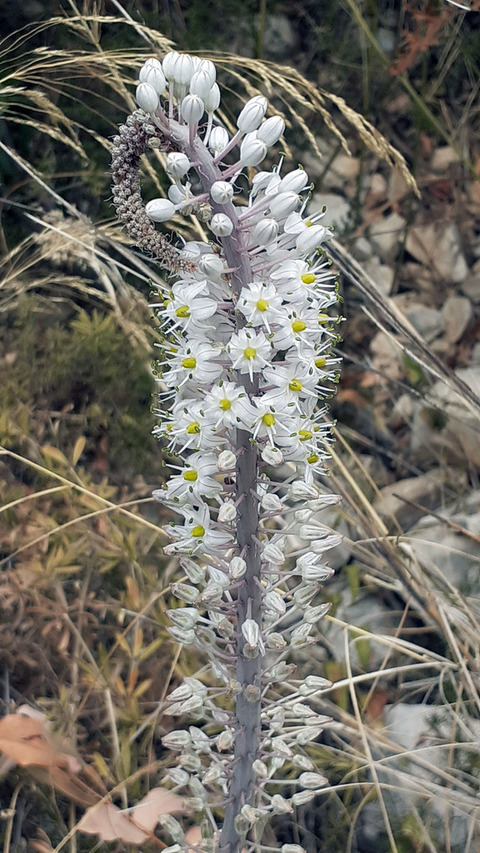 Via inaturalist. Licensed under Attribution-NonCommercial 4.0.International.
