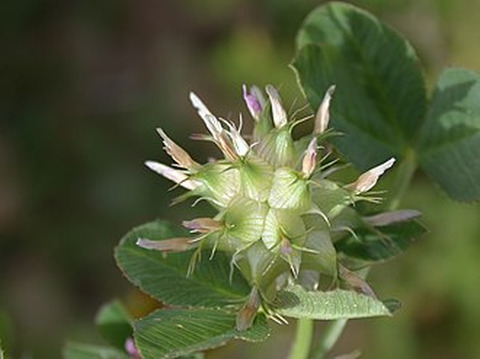 Via inaturalist. Licensed under Attribution-NonCommercial 4.0.International.