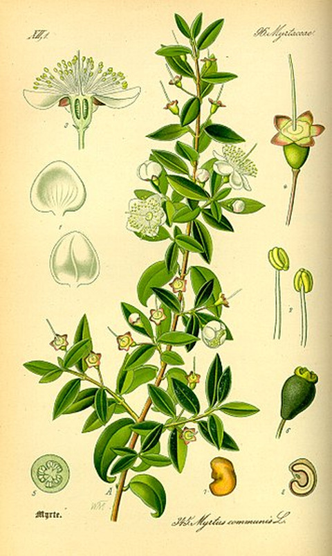 Wikidata