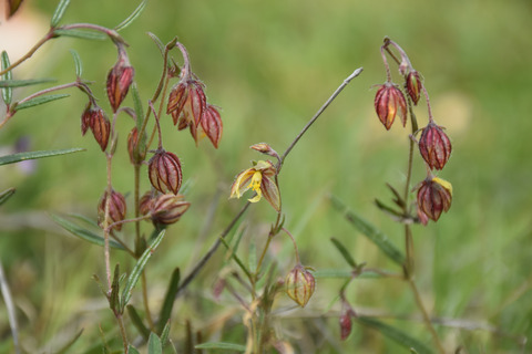 Helianthemum aegyptiacum (L.) Mill.