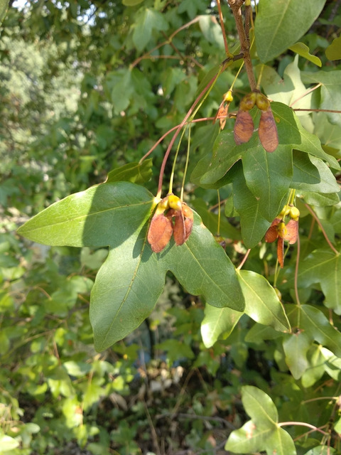 Via inaturalist. Licensed under Attribution-NonCommercial 4.0.International.