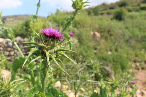 Silybum marianum (L.) Gaertn.