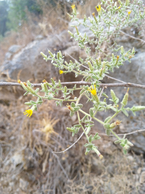 Via inaturalist. Licensed under Attribution-NonCommercial 4.0.International.