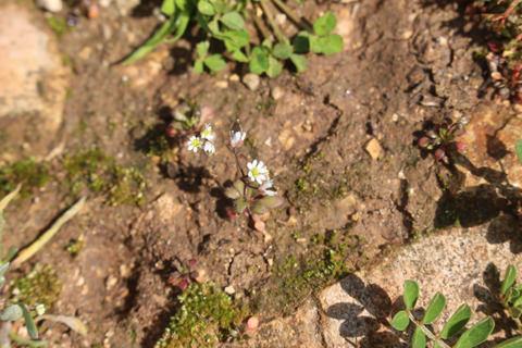 Flowers & Leaves, February. This photo is available under the Creative Commons CC-BY-NC 4.0 License.