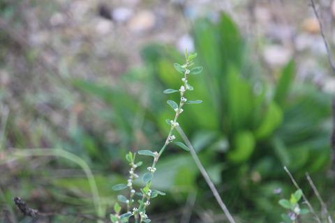 Via inaturalist. Licensed under Attribution-NonCommercial 4.0.International.