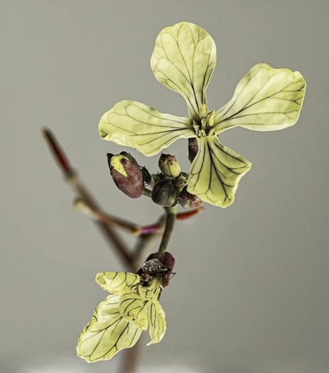 Raphanus raphanistrum L.