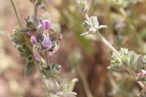 Stachys cretica L.