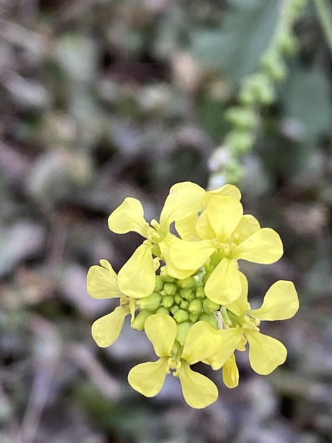 Via inaturalist. Licensed under Attribution-NonCommercial 4.0.International.