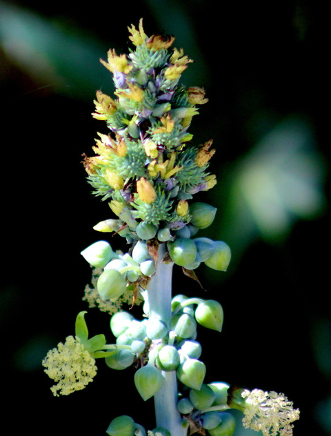 Via inaturalist. Licensed under Attribution-NonCommercial 4.0.International.