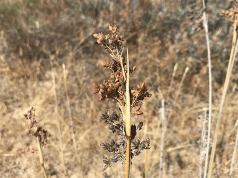 Via inaturalist. Licensed under Attribution-NonCommercial 4.0.International.