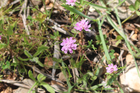 Trifolium resupinatum var. resupinatum