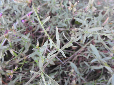 Via inaturalist. Licensed under Attribution-NonCommercial 4.0.International.