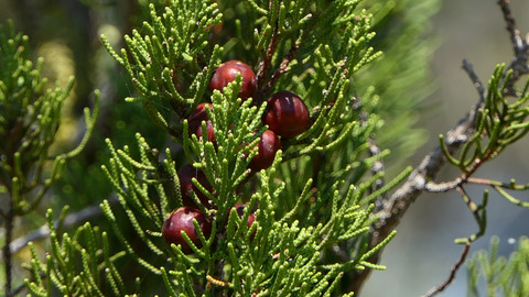Via inaturalist. Licensed under Attribution-NonCommercial 4.0.International.