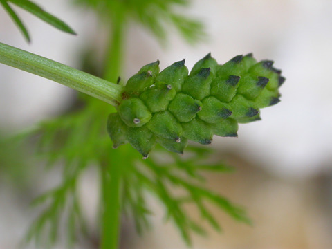 Via inaturalist. Licensed under Attribution-NonCommercial 4.0.International.