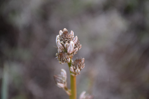 Flower buds, January. This photo is available under the Creative Commons CC-BY-NC 4.0 License.