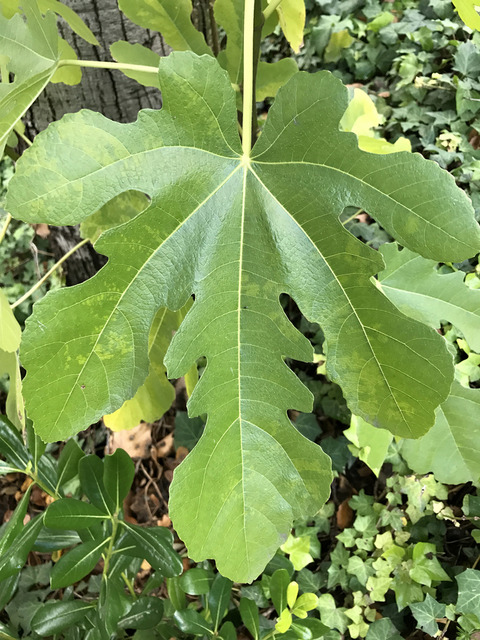 Via inaturalist. Licensed under Attribution-NonCommercial 4.0.International.