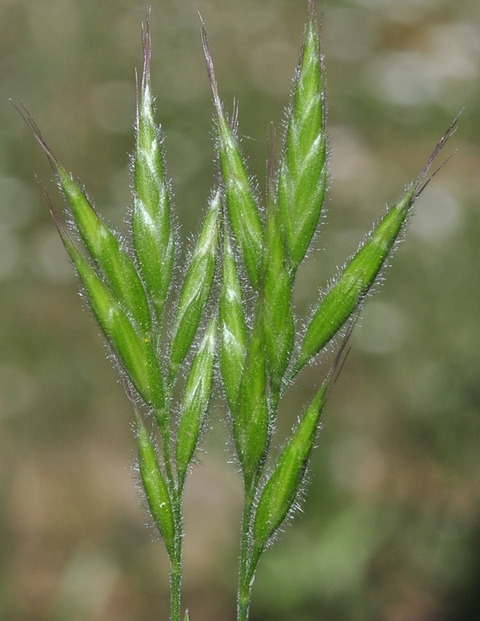 Via inaturalist. Licensed under Attribution-NonCommercial 4.0.International.