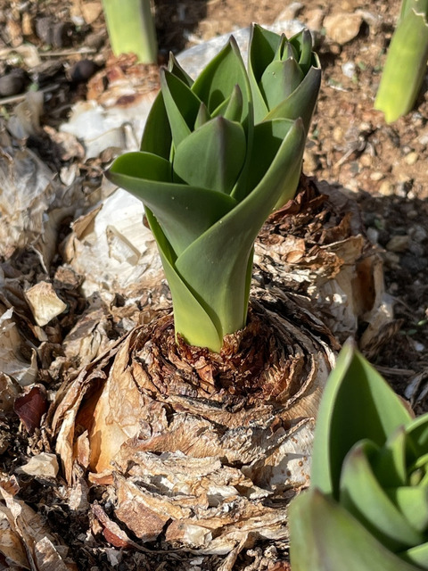 Via inaturalist. Licensed under Attribution-NonCommercial 4.0.International.