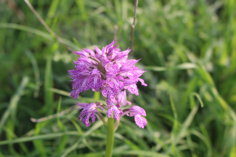 Neotinea tridentata (Scop.) R.M.Bateman