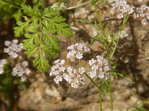 Chaetosciadium trichospermum Linnaeus, 1767
