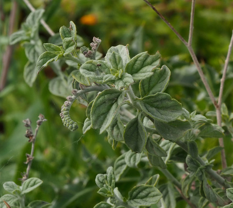 Via inaturalist. Licensed under Attribution-NonCommercial 4.0.International.