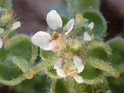 Anastatica hierochuntica L.