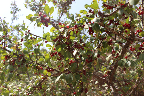 Fruits & Leaves, August. This photo is available under the Creative Commons CC-BY-NC 4.0.