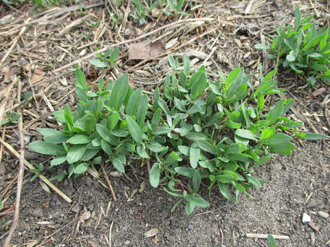 Via inaturalist. Licensed under Attribution-NonCommercial 4.0.International.