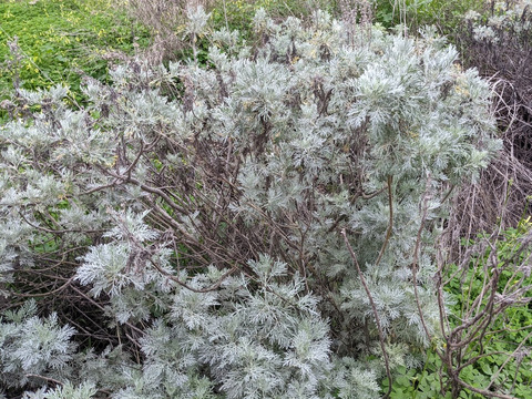 Via inaturalist. Licensed under Attribution-NonCommercial 4.0.International.