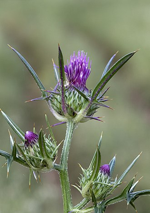 Wikidata