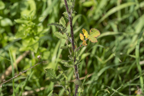 Via inaturalist. Licensed under Attribution-NonCommercial 4.0.International.