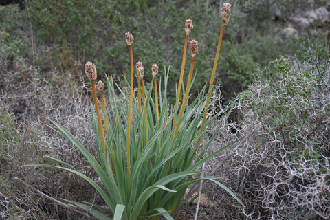 Asphodelus ramosus L.