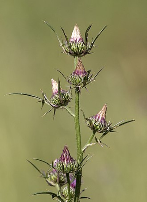 Wikidata