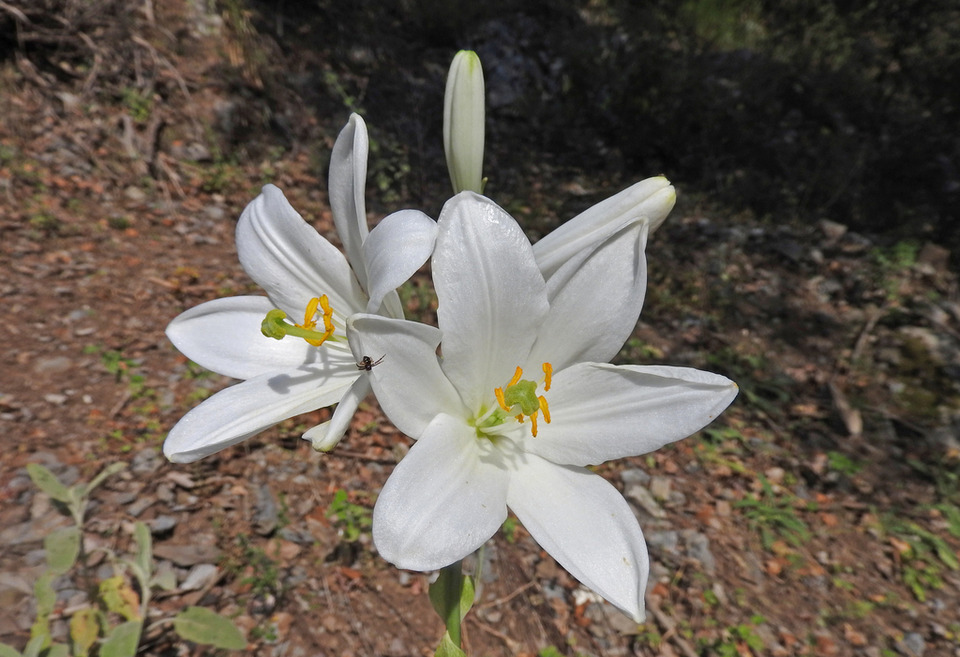 Via inaturalist. Licensed under Attribution-NonCommercial 4.0.International.