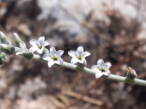 Via inaturalist. Licensed under Attribution-NonCommercial 4.0.International.