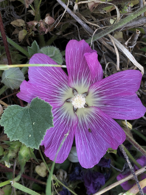 Flower, May. This photo is available under the Creative Commons CC-BY-NC 4.0 License.