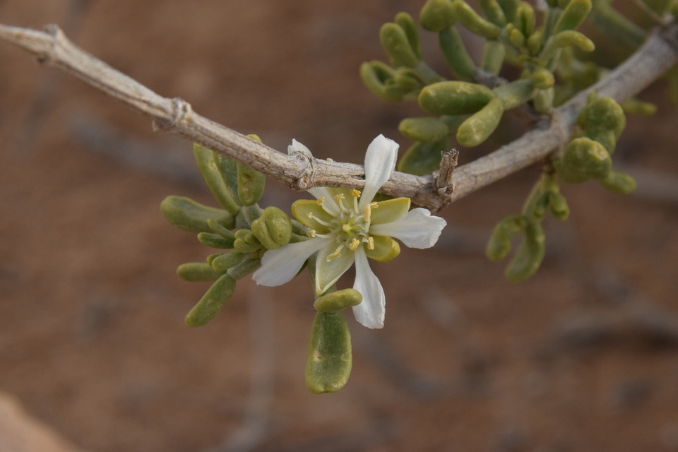 Via inaturalist. Licensed under Attribution-NonCommercial 4.0.International.