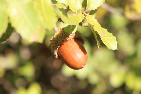 Acorns, December. This photo is available under the Creative Commons CC-BY-NC 4.0.