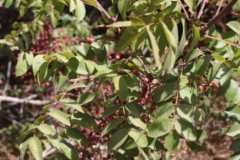 Pistacia terebinthus L.