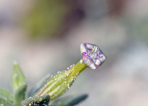Via inaturalist. Licensed under Attribution-NonCommercial 4.0.International.