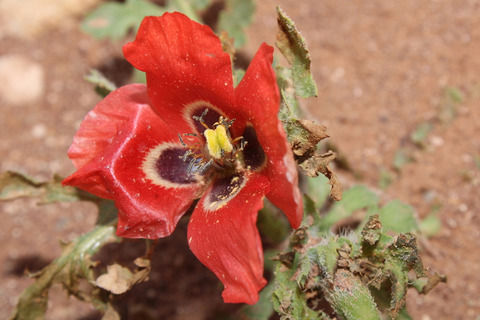 Via inaturalist. Licensed under Attribution-NonCommercial 4.0.International.