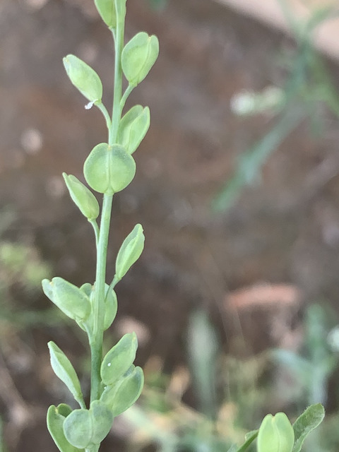 Via inaturalist. Licensed under Attribution-NonCommercial 4.0.International.