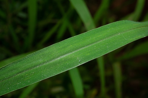 Via inaturalist. Licensed under Attribution-NonCommercial 4.0.International.