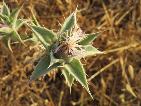 Via inaturalist. Licensed under Attribution-NonCommercial 4.0.International.