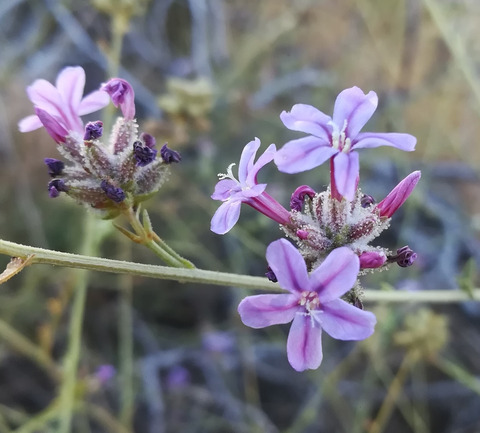 Via inaturalist. Licensed under Attribution-NonCommercial 4.0.International.