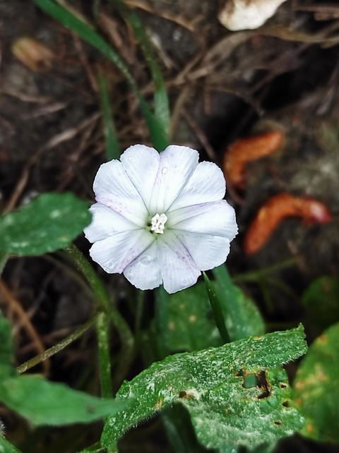Via inaturalist. Licensed under Attribution-NonCommercial 4.0.International.