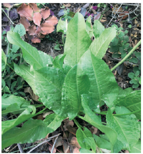 Rumex spinosus L.